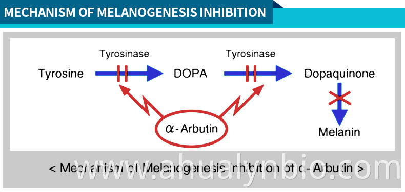 Arbutin mechanism of action